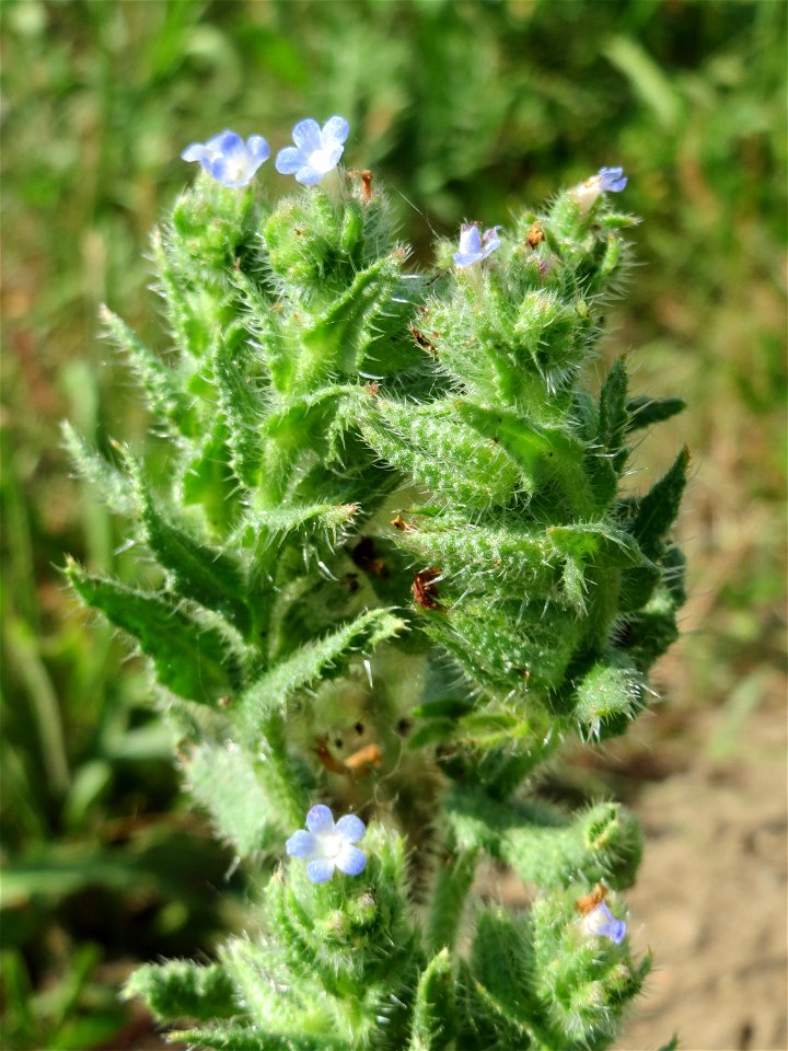 Acker-Ochsenzunge (Anchusa arvensis) auf einer Streuobstwiese in Hockenheim