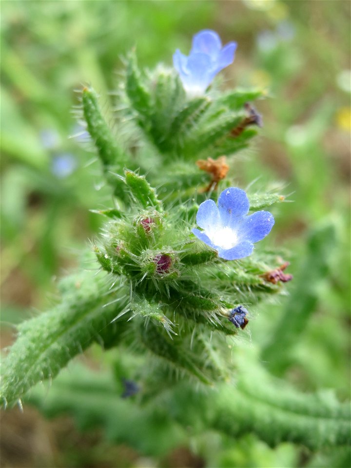 Acker-Ochsenzunge (Anchusa arvensis) auf einer Haubenlerchen-Schutzwiese beim Dänischen Lager bei Hockenheim