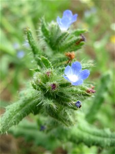 Acker-Ochsenzunge (Anchusa arvensis) auf einer Haubenlerchen-Schutzwiese beim Dänischen Lager bei Hockenheim