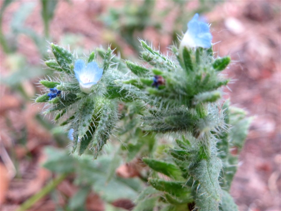 Acker-Ochsenzunge oder Acker-Krummhals (Anchusa arvensis) am Hockenheimer Baggersee in der Schwetzinger Hardt