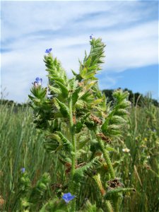 Acker-Ochsenzunge (Anchusa arvensis) auf einer Haubenlerchen-Schutzwiese beim Dänischen Lager bei Hockenheim