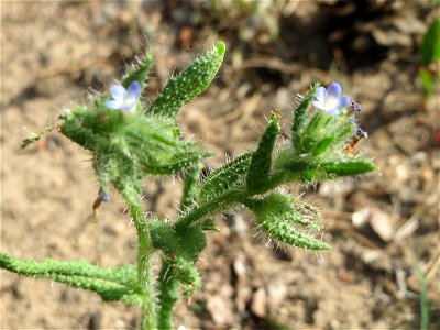 Acker-Ochsenzunge oder Acker-Krummhals (Anchusa arvensis) am Hockenheimer Baggersee in der Schwetzinger Hardt