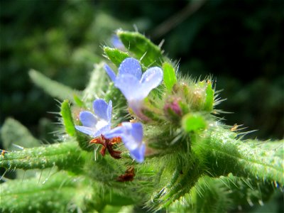 Acker-Ochsenzunge oder Acker-Krummhals (Anchusa arvensis) am Hockenheimer Baggersee in der Schwetzinger Hardt