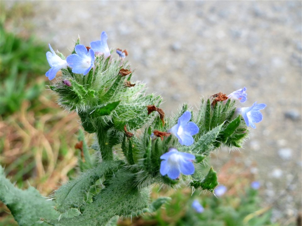 Acker-Ochsenzunge (Anchusa arvensis) bei Hockenheim