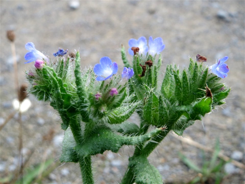 Acker-Ochsenzunge (Anchusa arvensis) bei Hockenheim