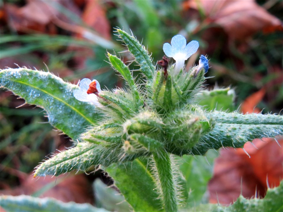 Acker-Ochsenzunge oder Acker-Krummhals (Anchusa arvensis) bei Reilingen