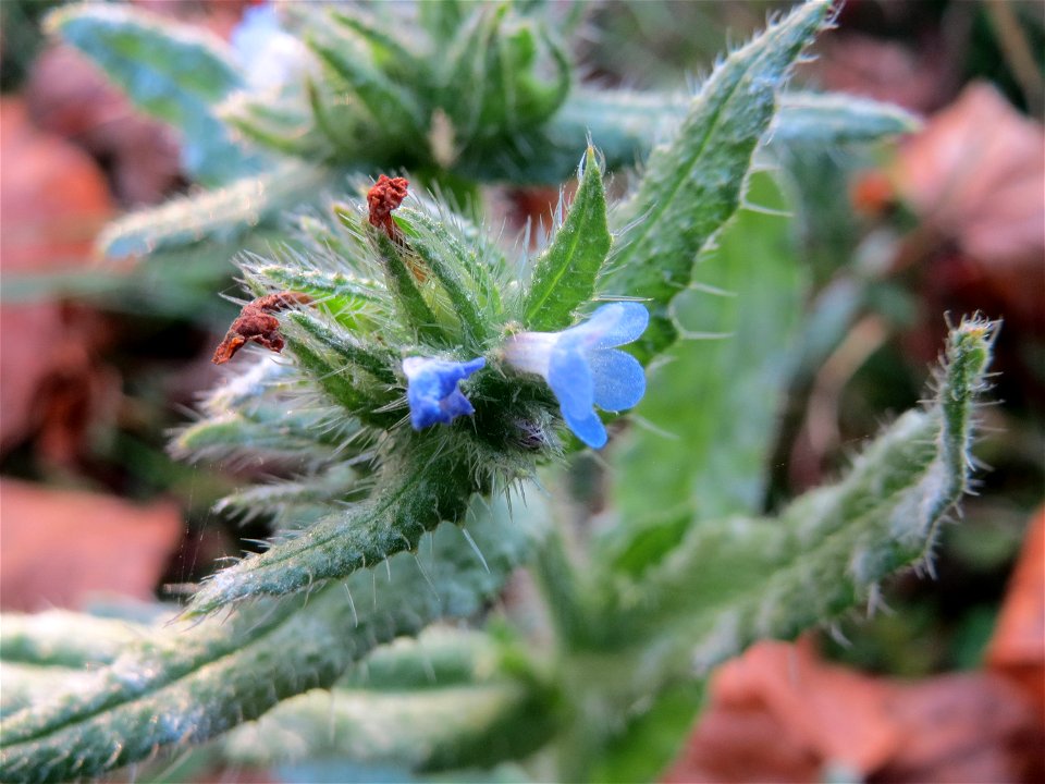 Acker-Ochsenzunge oder Acker-Krummhals (Anchusa arvensis) bei Reilingen