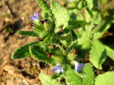 Acker-Ochsenzunge oder Acker-Krummhals (Anchusa arvensis) bei Hockenheim