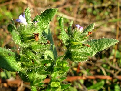 Acker-Ochsenzunge oder Acker-Krummhals (Anchusa arvensis) bei Hockenheim