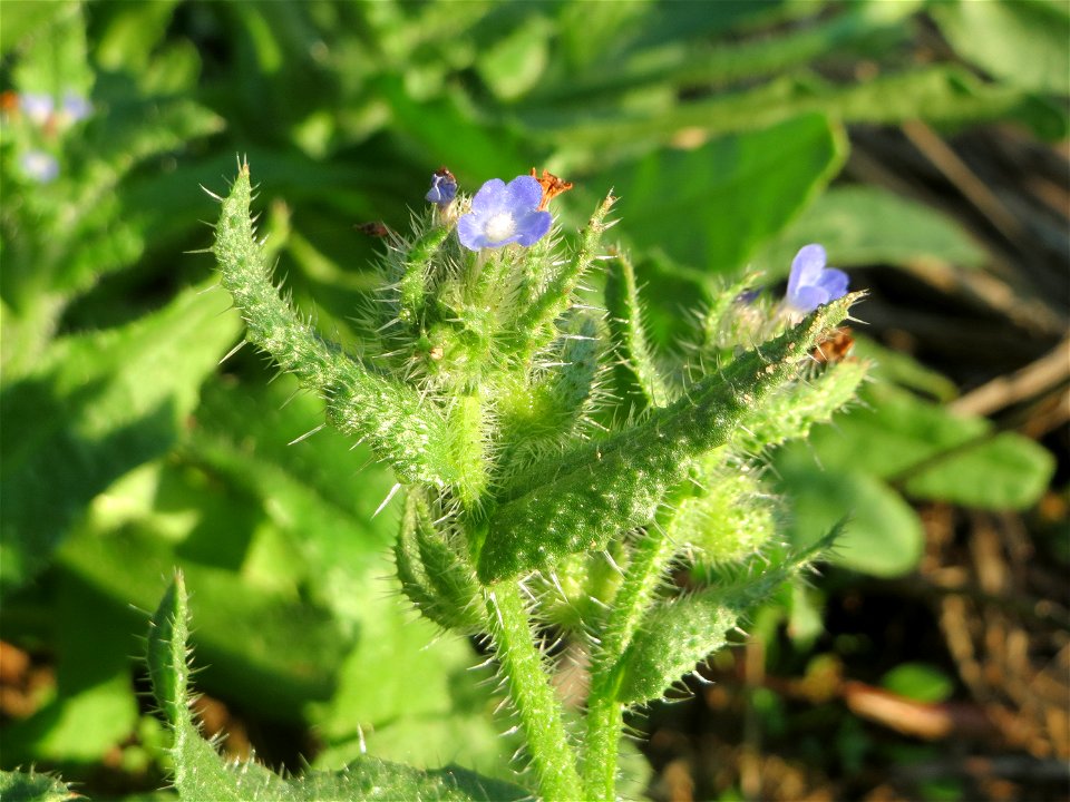 Acker-Ochsenzunge oder Acker-Krummhals (Anchusa arvensis) bei Hockenheim