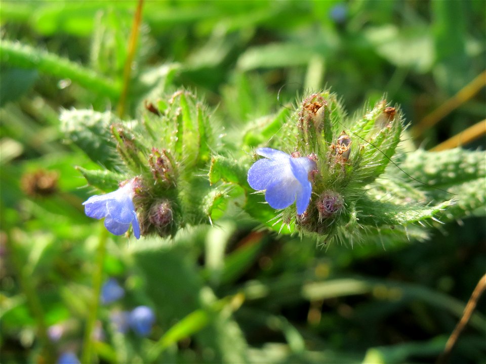 Acker-Ochsenzunge (Anchusa arvensis) am Hochwasserrückhaltebecken im Naturschutzgebiet „Bachwiesen/Leopoldswiesen“ im Hockenheimer Rheinbogen