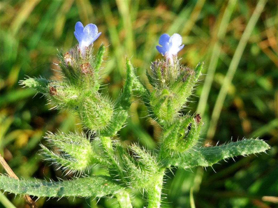 Acker-Ochsenzunge (Anchusa arvensis) am Hochwasserrückhaltebecken im Naturschutzgebiet „Bachwiesen/Leopoldswiesen“ im Hockenheimer Rheinbogen