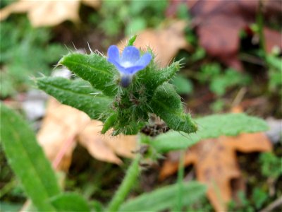 Acker-Ochsenzunge oder Acker-Krummhals (Anchusa arvensis) auf einer Streuobstwiese in Hockenheim