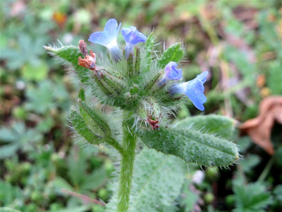 Acker-Ochsenzunge oder Acker-Krummhals (Anchusa arvensis) auf einer Streuobstwiese in Hockenheim