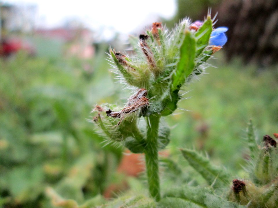 Acker-Ochsenzunge oder Acker-Krummhals (Anchusa arvensis) auf einem Wiesenstreifen in Hockenheim