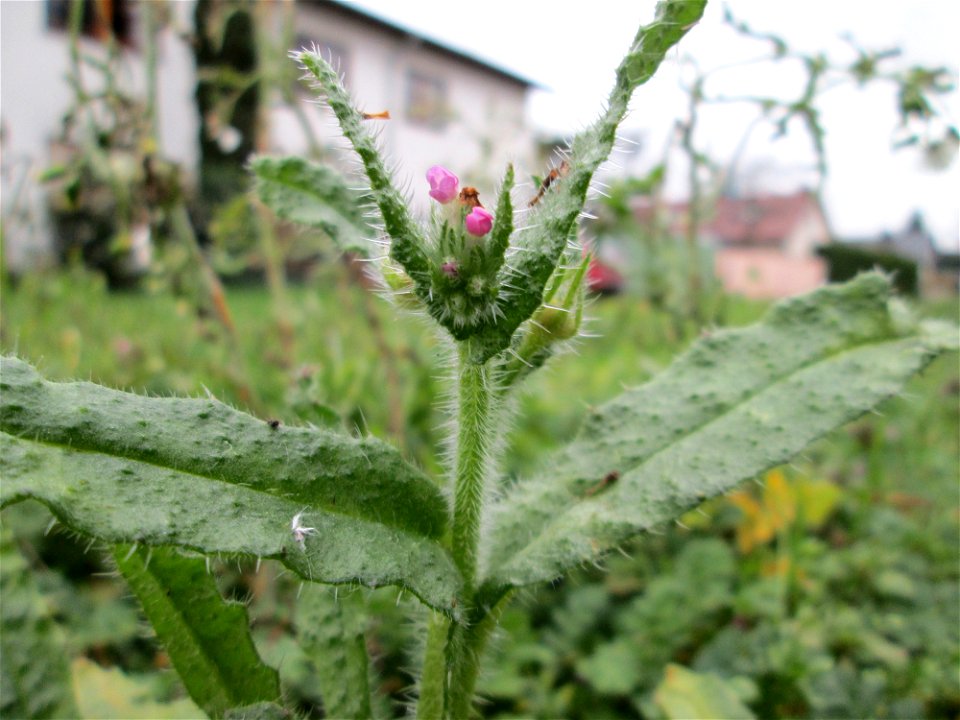 Acker-Ochsenzunge oder Acker-Krummhals (Anchusa arvensis) auf einem Wiesenstreifen in Hockenheim