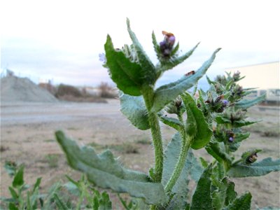 Acker-Ochsenzunge oder Acker-Krummhals (Anchusa arvensis) auf einer Ruderalfläche in Hockenheim-Talhaus