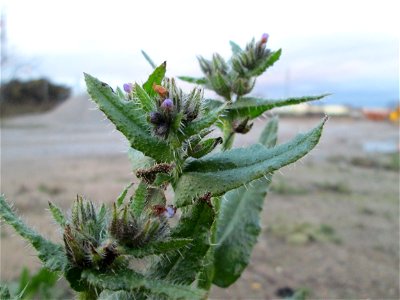 Acker-Ochsenzunge oder Acker-Krummhals (Anchusa arvensis) auf einer Ruderalfläche in Hockenheim-Talhaus
