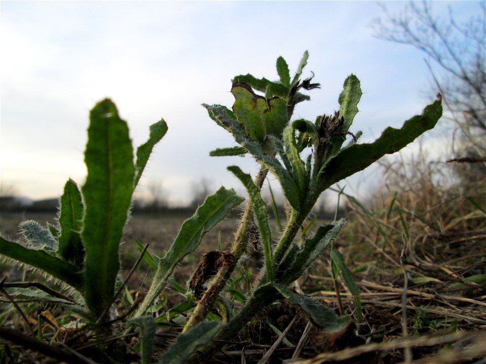 Acker-Ochsenzunge (Anchusa arvensis) in Hockenheim - häufig auf sandigen Böden und überdauert leicht milde Winter