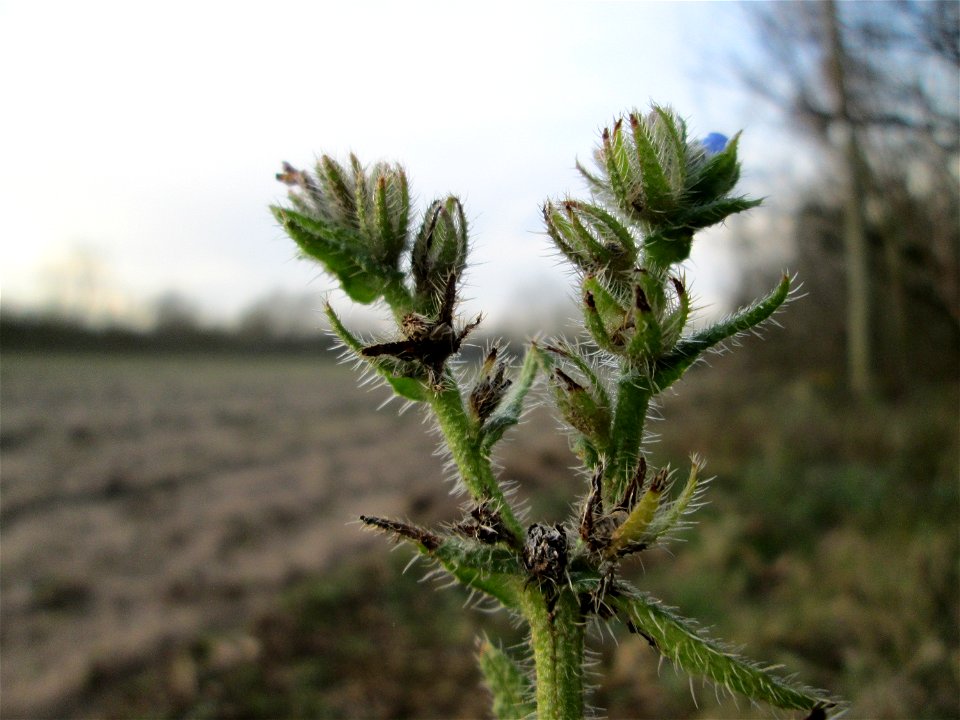 Acker-Ochsenzunge (Anchusa arvensis) in Hockenheim - häufig auf sandigen Böden und überdauert leicht milde Winter