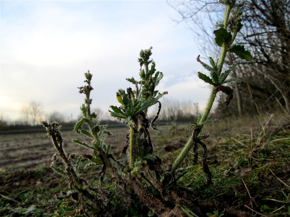Acker-Ochsenzunge (Anchusa arvensis) in Hockenheim - häufig auf sandigen Böden und überdauert leicht milde Winter