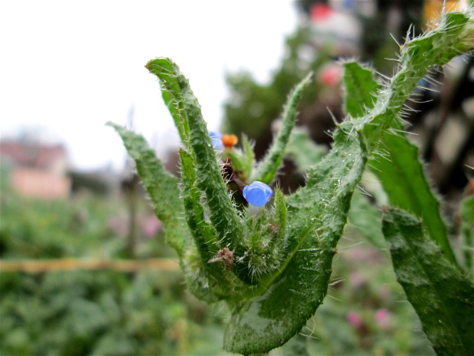 Acker-Ochsenzunge (Anchusa arvensis) in Hockenheim