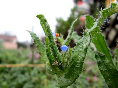 Acker-Ochsenzunge (Anchusa arvensis) in Hockenheim