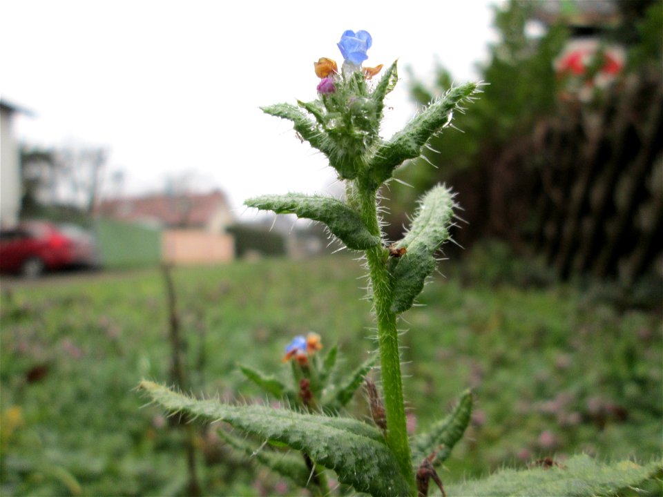 Acker-Ochsenzunge (Anchusa arvensis) in Hockenheim