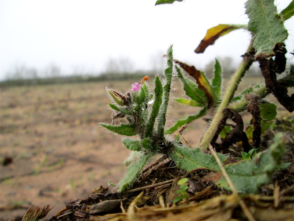 Acker-Ochsenzunge (Anchusa arvensis) in Hockenheim - häufig auf sandigen Böden und überdauert leicht milde Winter