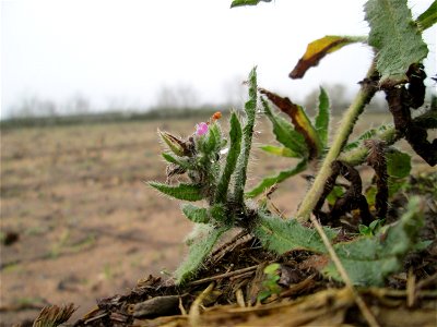 Acker-Ochsenzunge (Anchusa arvensis) in Hockenheim - häufig auf sandigen Böden und überdauert leicht milde Winter