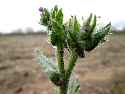 Acker-Ochsenzunge (Anchusa arvensis) in Hockenheim - häufig auf sandigen Böden und überdauert leicht milde Winter