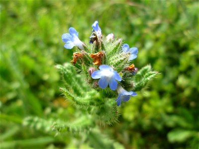 Acker-Ochsenzunge (Anchusa arvensis) auf einer Streuobstwiese in Hockenheim