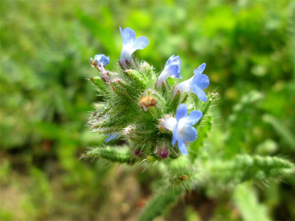 Acker-Ochsenzunge (Anchusa arvensis) auf einer Streuobstwiese in Hockenheim