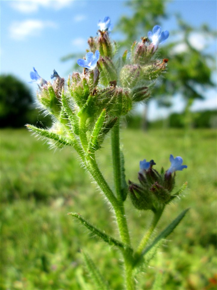 Acker-Ochsenzunge (Anchusa arvensis) auf einer Streuobstwiese in Hockenheim