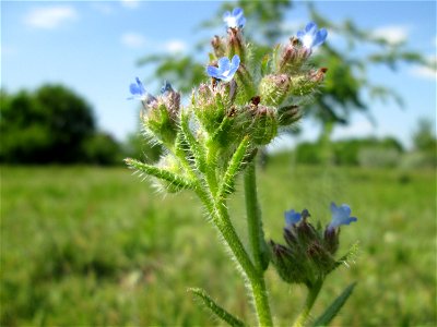Acker-Ochsenzunge (Anchusa arvensis) auf einer Streuobstwiese in Hockenheim