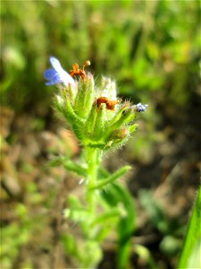 Acker-Ochsenzunge (Anchusa arvensis) auf einer Streuobstwiese in Hockenheim