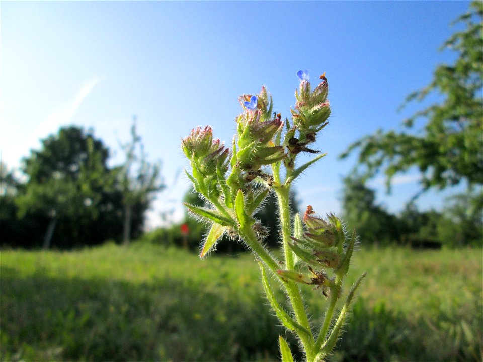 Acker-Ochsenzunge (Anchusa arvensis) auf einer Streuobstwiese in Hockenheim