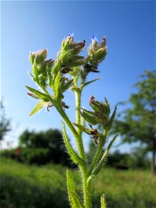 Acker-Ochsenzunge (Anchusa arvensis) auf einer Streuobstwiese in Hockenheim