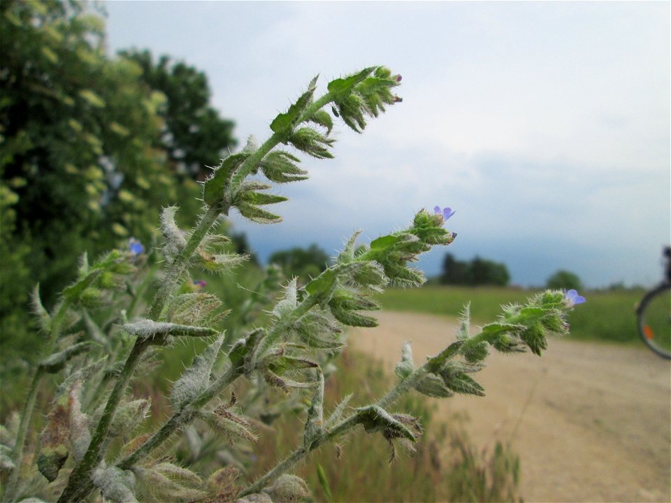 Acker-Ochsenzunge oder Acker-Krummhals (Anchusa arvensis) in Hockenheim-Talhaus