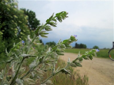 Acker-Ochsenzunge oder Acker-Krummhals (Anchusa arvensis) in Hockenheim-Talhaus
