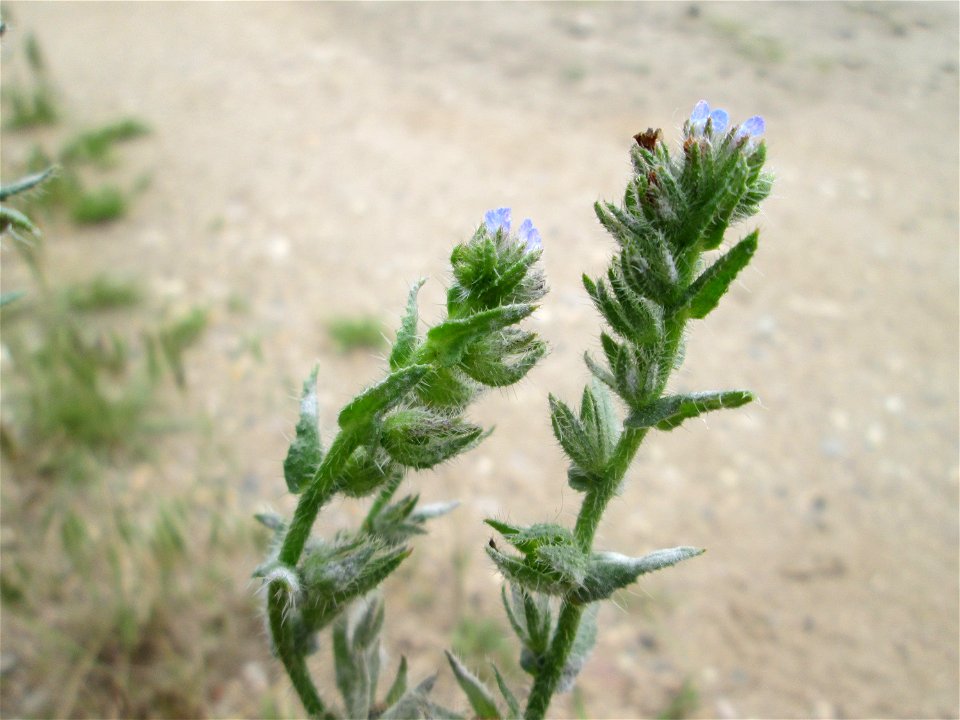 Acker-Ochsenzunge oder Acker-Krummhals (Anchusa arvensis) in Hockenheim-Talhaus