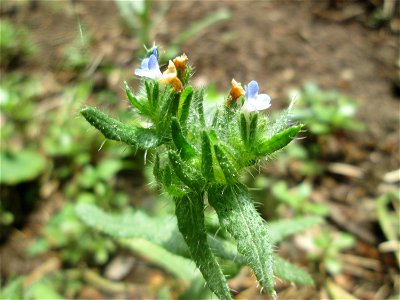 Acker-Ochsenzunge oder Acker-Krummhals (Anchusa arvensis) in der Schwetzinger Hardt