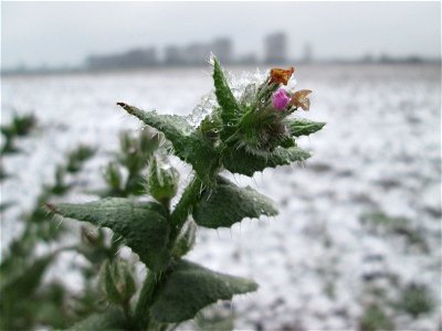 Acker-Ochsenzunge (Anchusa arvensis) bei Schneefall am 3. Januar 2019 bei Hockenheim