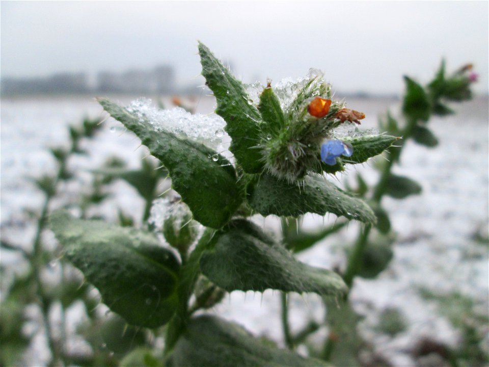 Acker-Ochsenzunge (Anchusa arvensis) bei Schneefall am 3. Januar 2019 bei Hockenheim