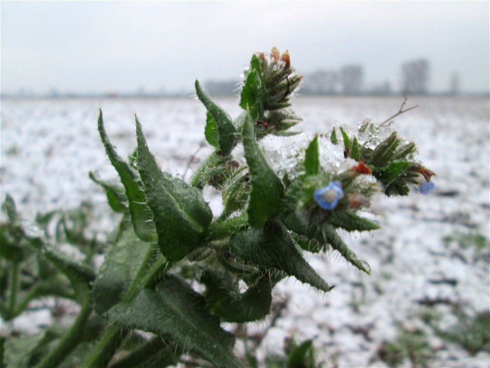 Acker-Ochsenzunge (Anchusa arvensis) bei Schneefall am 3. Januar 2019 bei Hockenheim