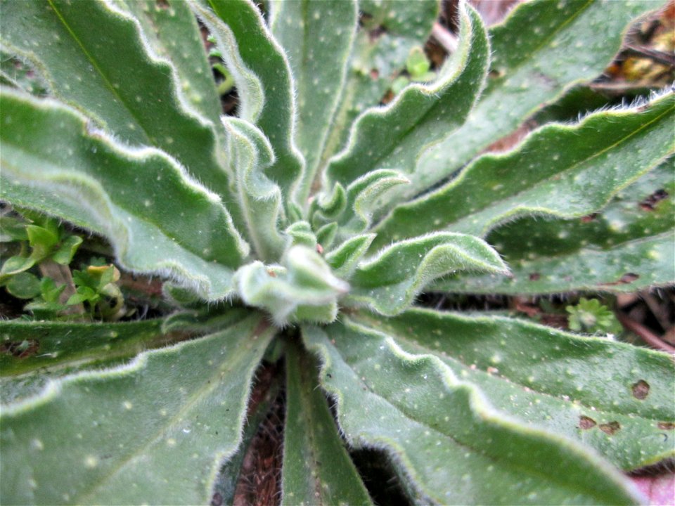 Grundblätter der Acker-Ochsenzunge (Anchusa arvensis) am Rand einer Parkplatzwiese in Hockenheim