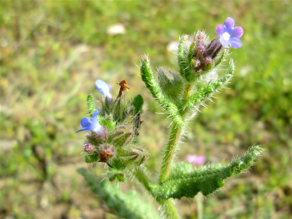 Acker-Ochsenzunge (Anchusa arvensis) auf einer Streuobstwiese in Hockenheim