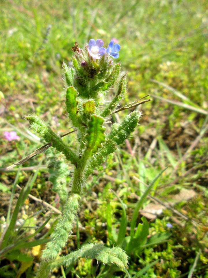 Acker-Ochsenzunge (Anchusa arvensis) auf einer Streuobstwiese in Hockenheim