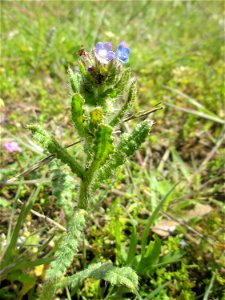 Acker-Ochsenzunge (Anchusa arvensis) auf einer Streuobstwiese in Hockenheim
