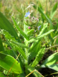 Acker-Ochsenzunge (Anchusa arvensis) an der Friedenshöhe im Naturschutzgebiet „Oftersheimer Dünen“